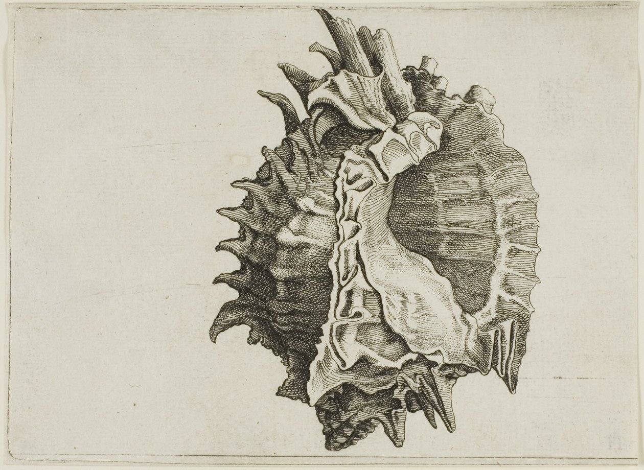 Murex de boca rosa (phyllonotus erythrostomus) de Wenceslaus Hollar