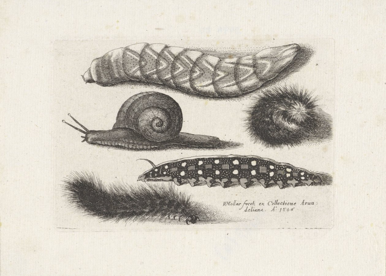 Lagartas e um caracol
Insectos (título da série)
Muscarum Scarabeorum (título da série) de Wenceslaus Hollar