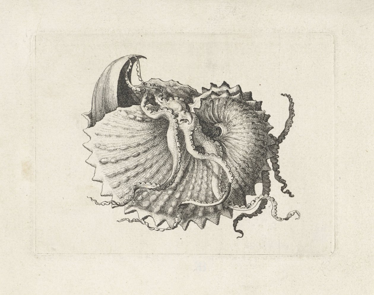 Schelp, argonauta nodosa
Schelpen (título da série) de Wenceslaus Hollar
