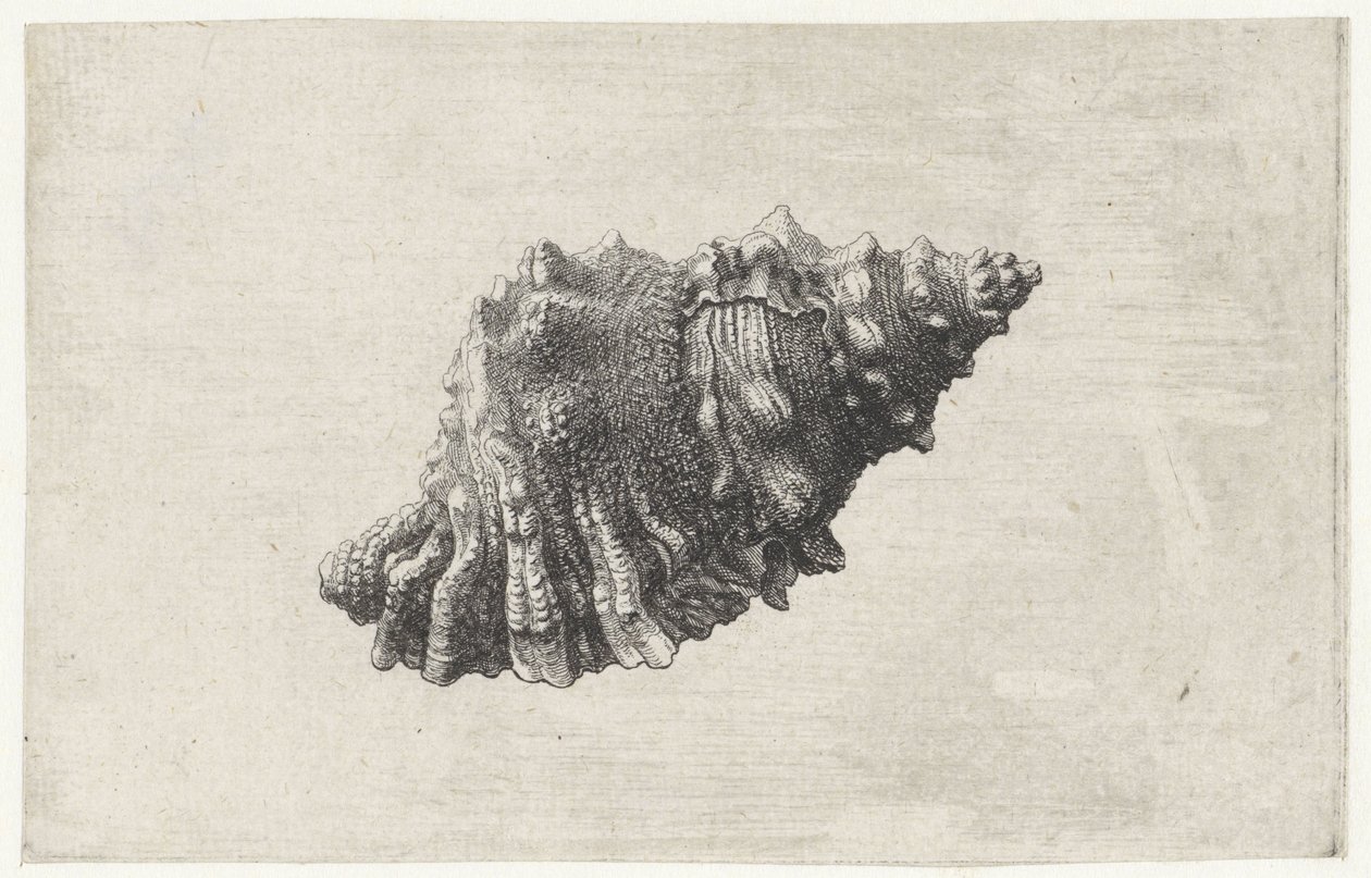 Concha, bursa rubeta Conchas (título da série) de Wenceslaus Hollar