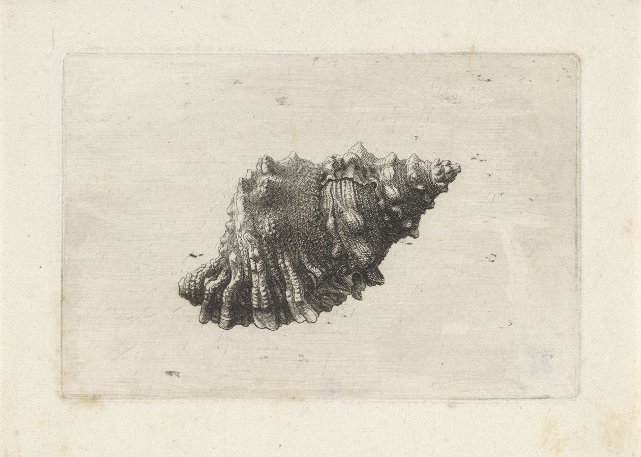 Concha, bursa rubeta Conchas (título da série) de Wenceslaus Hollar