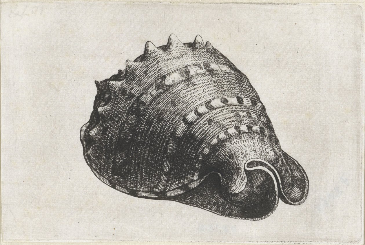 Concha, cassis cornuta Conchas (título da série) de Wenceslaus Hollar