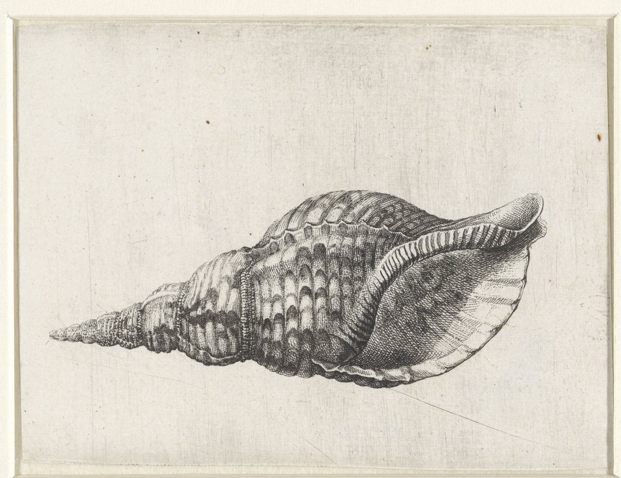 Concha, Charonia Tritonis Conchas (título da série) de Wenceslaus Hollar