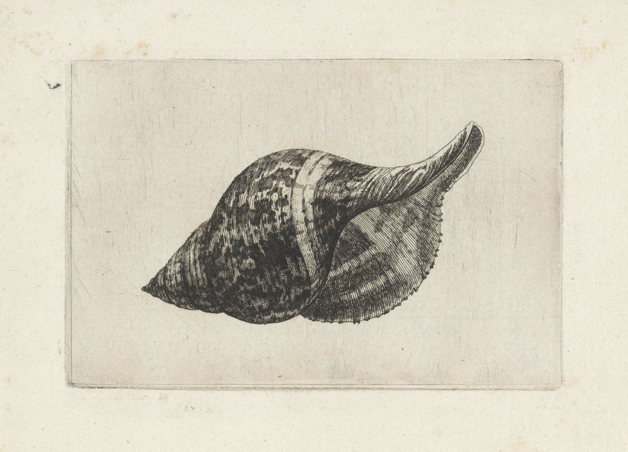 Schelp, fasciolaria tulipa
Schelpen (título da série) de Wenceslaus Hollar