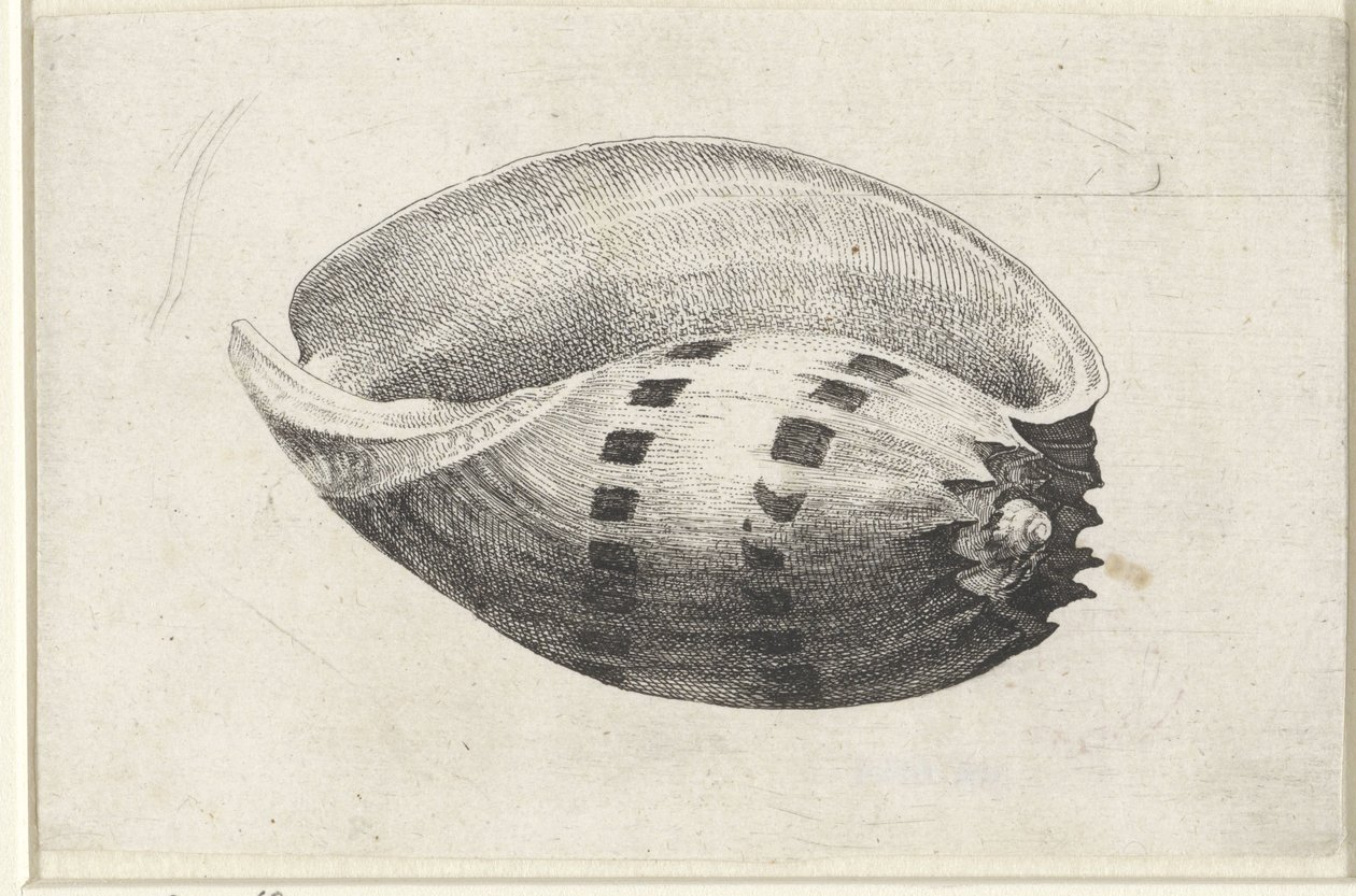 Esquema, ânfora de melo
Schelpen (título da série) de Wenceslaus Hollar