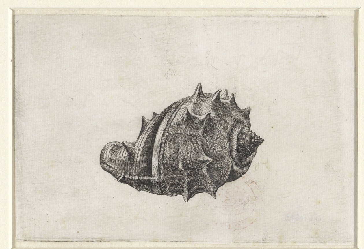 Concha, melongena melongena Conchas (título da série) de Wenceslaus Hollar