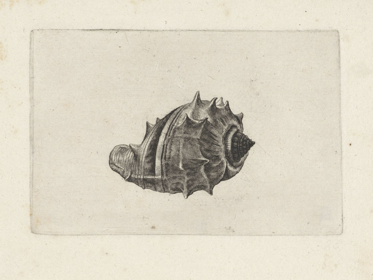 Concha, melongena melongena
Conchas (título da série) de Wenceslaus Hollar