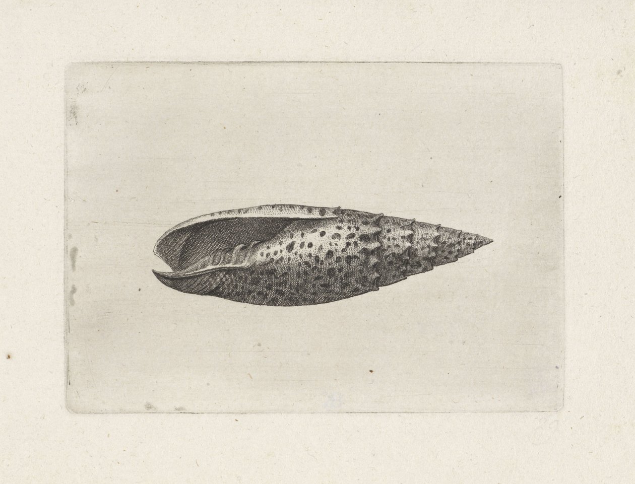 Schelp, mitra papalis
Schelpen (título da série) de Wenceslaus Hollar