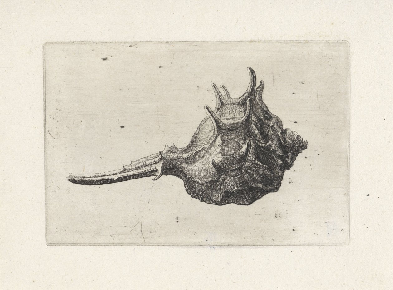 Schelp, murex brevispina
Schelpen (título da série) de Wenceslaus Hollar