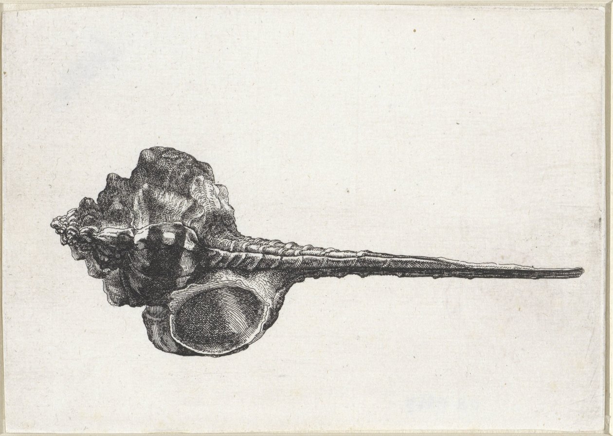 Concha, murex haustellum Conchas (título da série) de Wenceslaus Hollar