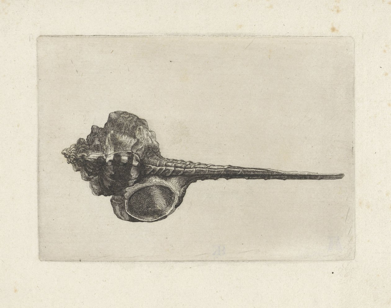 Concha, murex haustellum
Conchas (título da série) de Wenceslaus Hollar