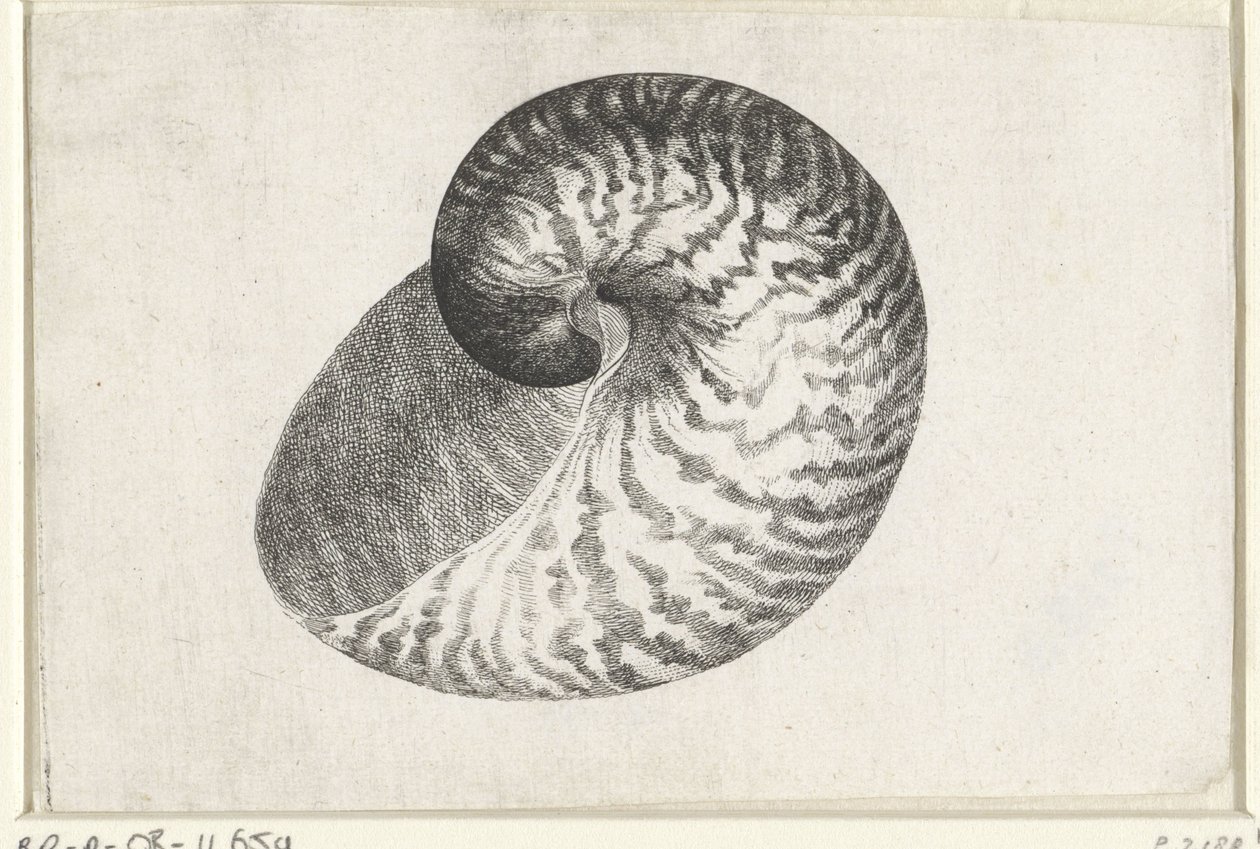Schelp, nautilus pompilius
Schelpen (título da série) de Wenceslaus Hollar