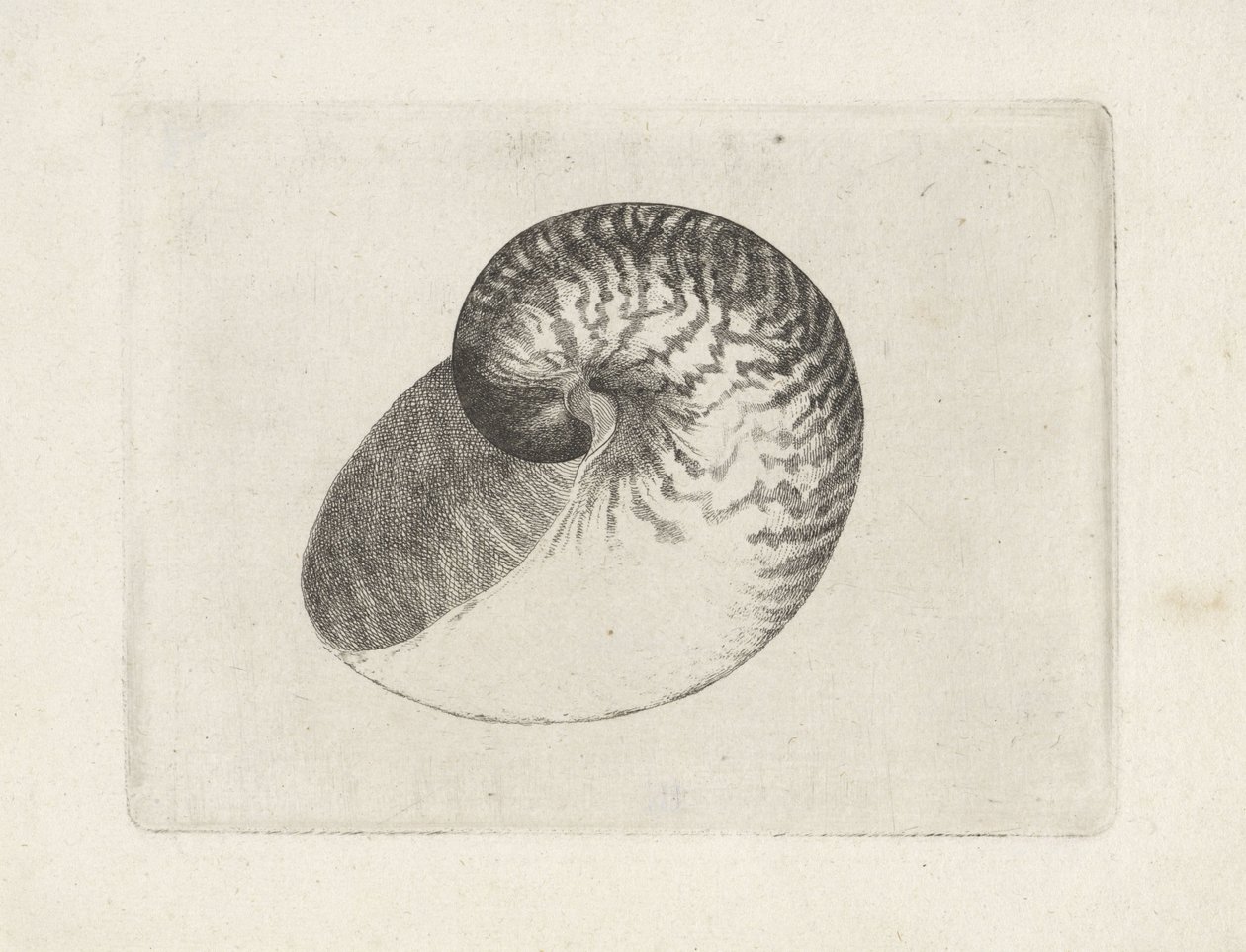 Schelp, nautilus pompilius
Schelpen (título da série) de Wenceslaus Hollar