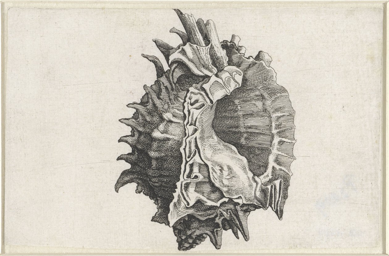 Schelp, phyllonotus erythrostomus
Schelpen (título da série) de Wenceslaus Hollar