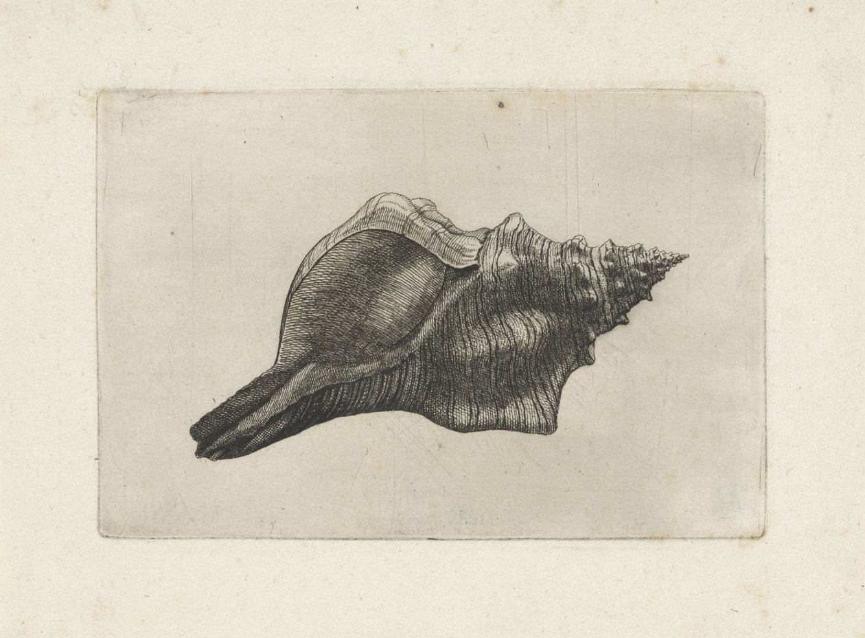 Schelp, trapézio pleuroploca
Schelpen (título da série) de Wenceslaus Hollar