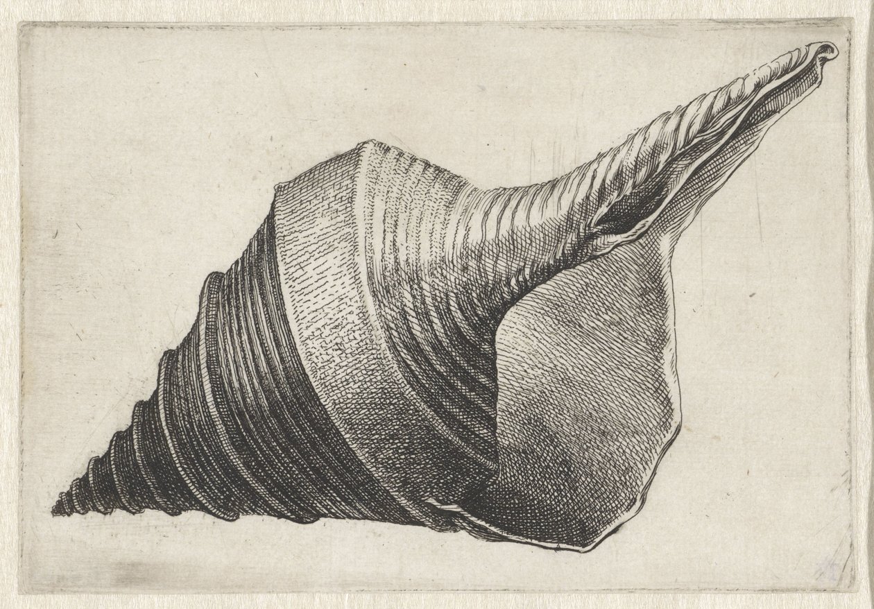 Concha, syrinx aruanus Conchas (título da série) de Wenceslaus Hollar