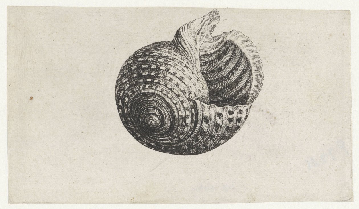 Schelp, tonna dolium
Schelpen (título da série) de Wenceslaus Hollar