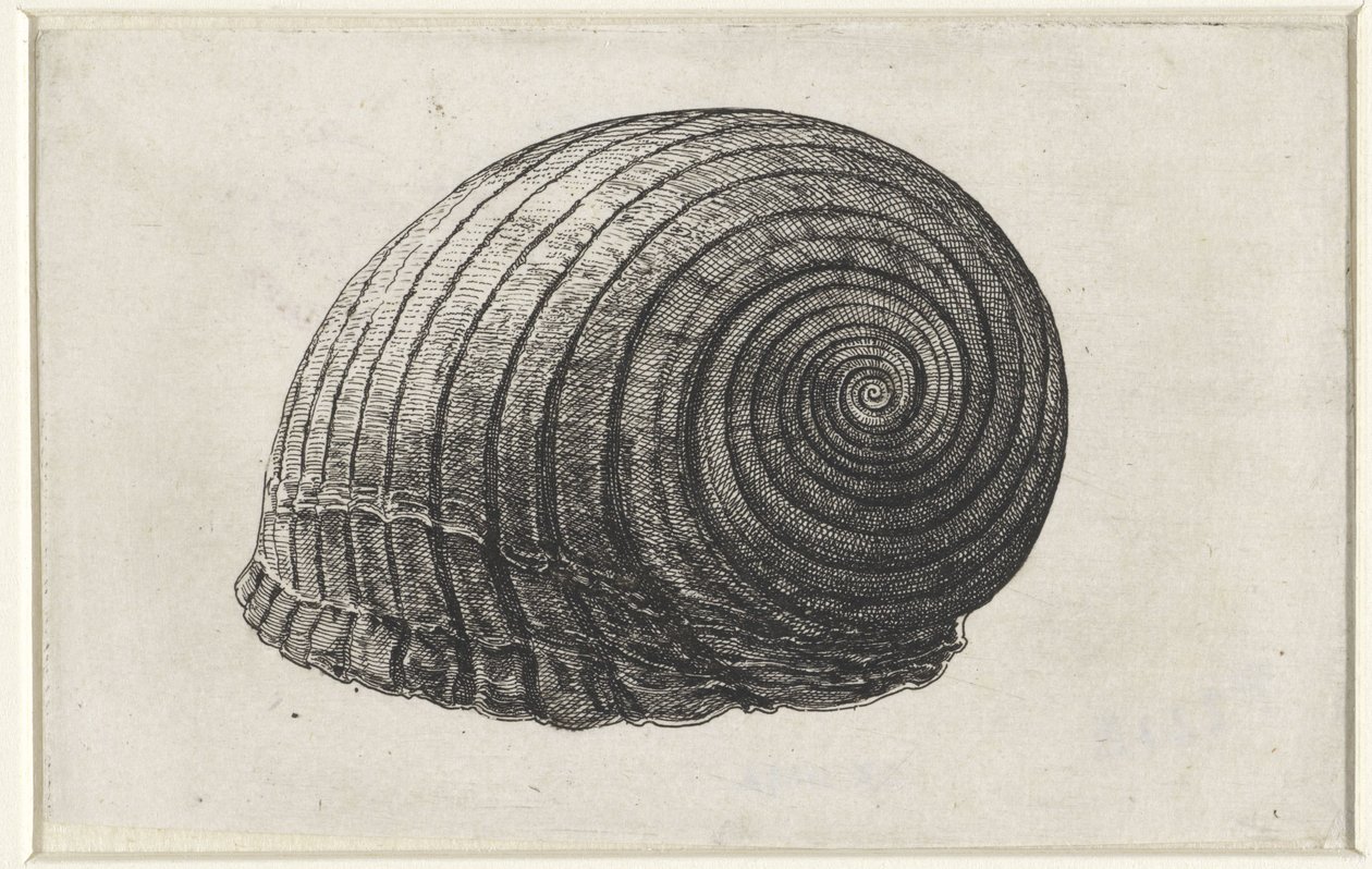 Schelp, tonna galea
Schelpen (título da série) de Wenceslaus Hollar