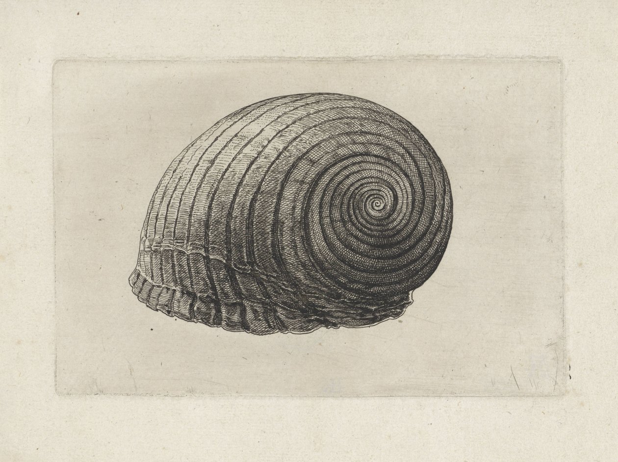 Schelp, tonna galea
Schelpen (título da série) de Wenceslaus Hollar