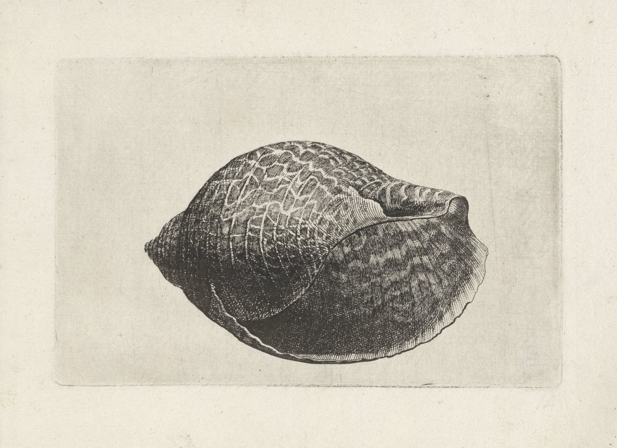 Schelp, tonna perdix
Schelpen (título da série) de Wenceslaus Hollar