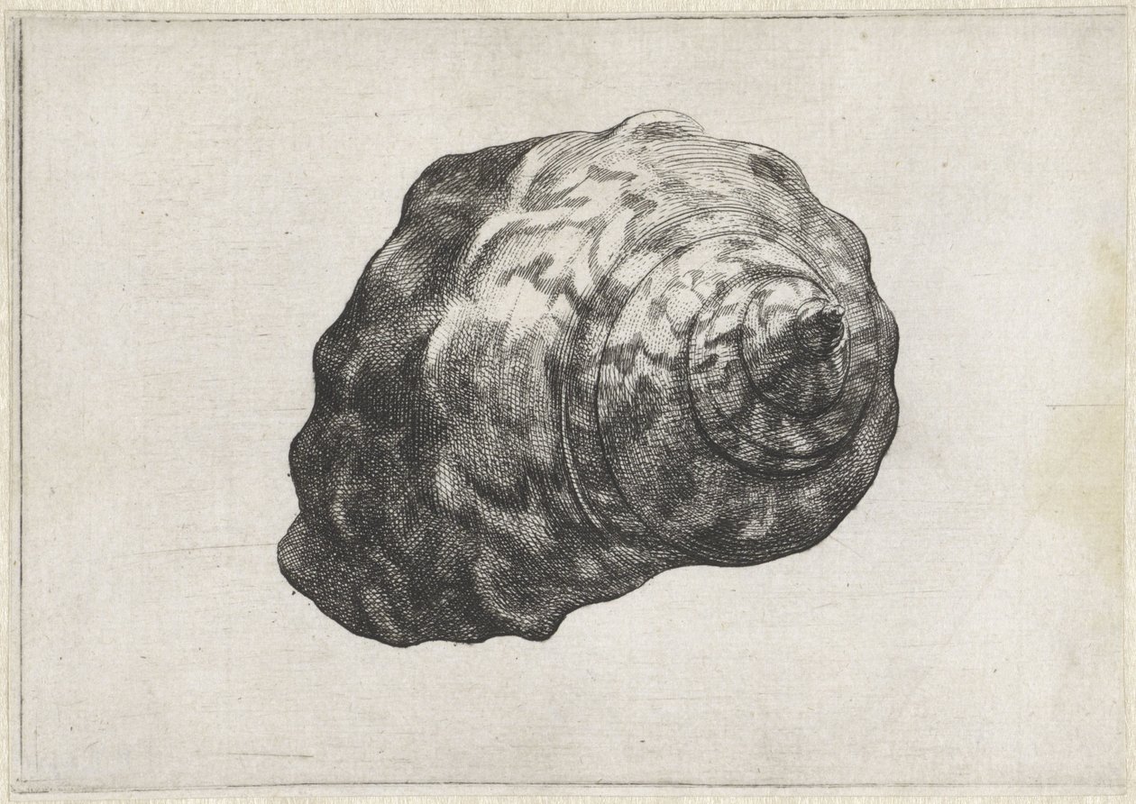 Shell, turbo sarmaticus Conchas (título da série) de Wenceslaus Hollar