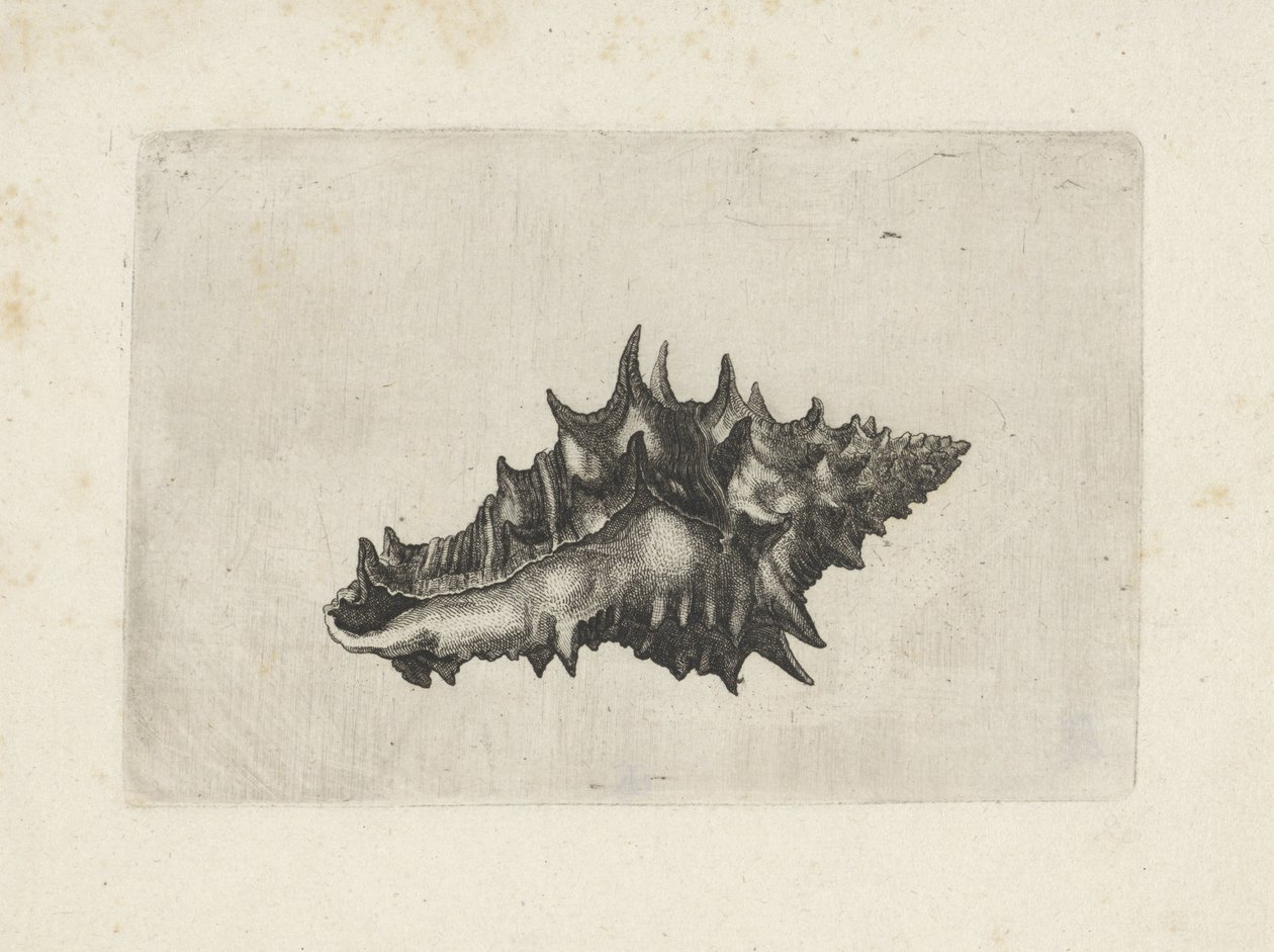 Schelp, vasum ceramicum
Schelpen (título da série) de Wenceslaus Hollar