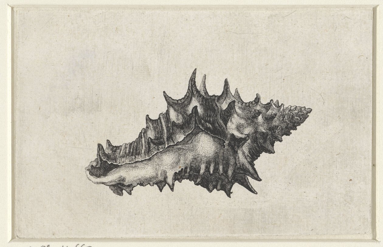 Concha, vasum ceramicum Conchas (título da série) de Wenceslaus Hollar