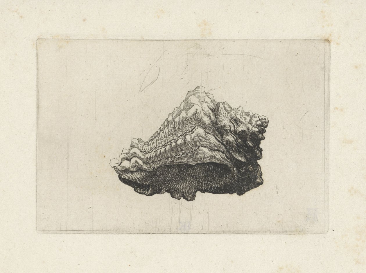 Schelp, vasum muricatum nascido
Schelpen (título da série) de Wenceslaus Hollar