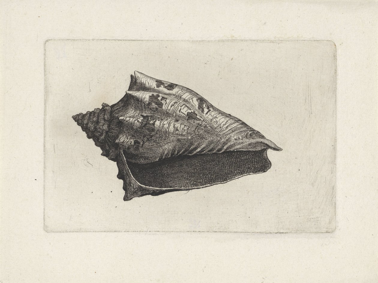 Concha, voluta ebraea
Conchas (título da série) de Wenceslaus Hollar