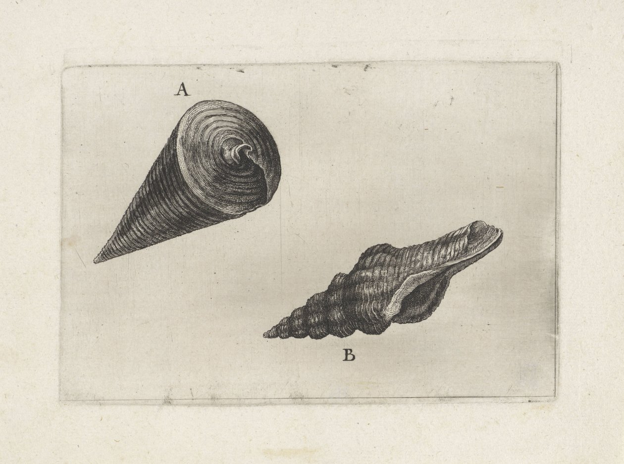 Conchas, telescópio telescópico (A) e fusinus laticostatus (B)
Conchas (título da série) de Wenceslaus Hollar