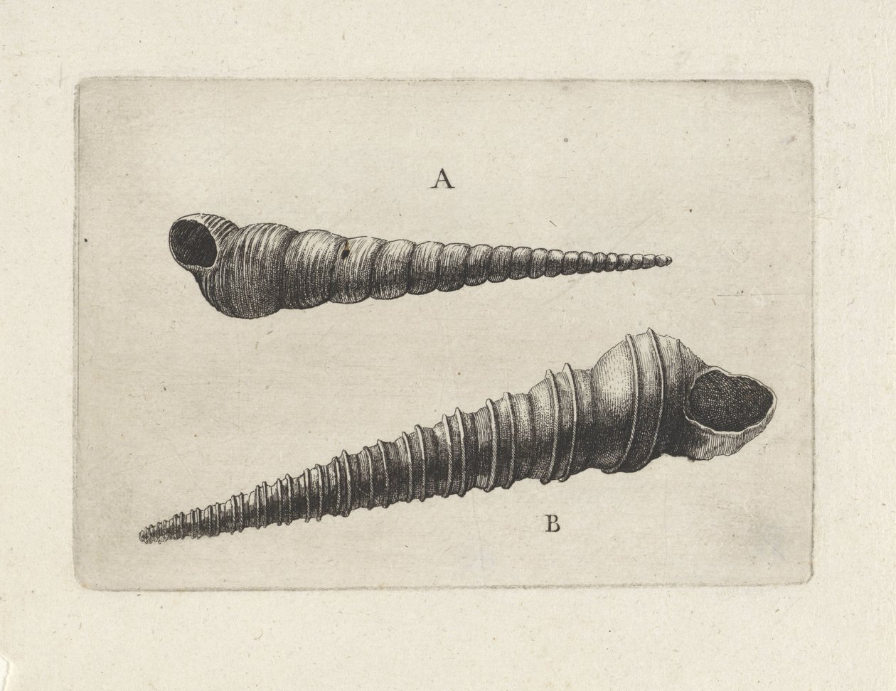 Schelpen, turritella terebra (A) pt turritella duplicata (B)
Schelpen (título da série) de Wenceslaus Hollar