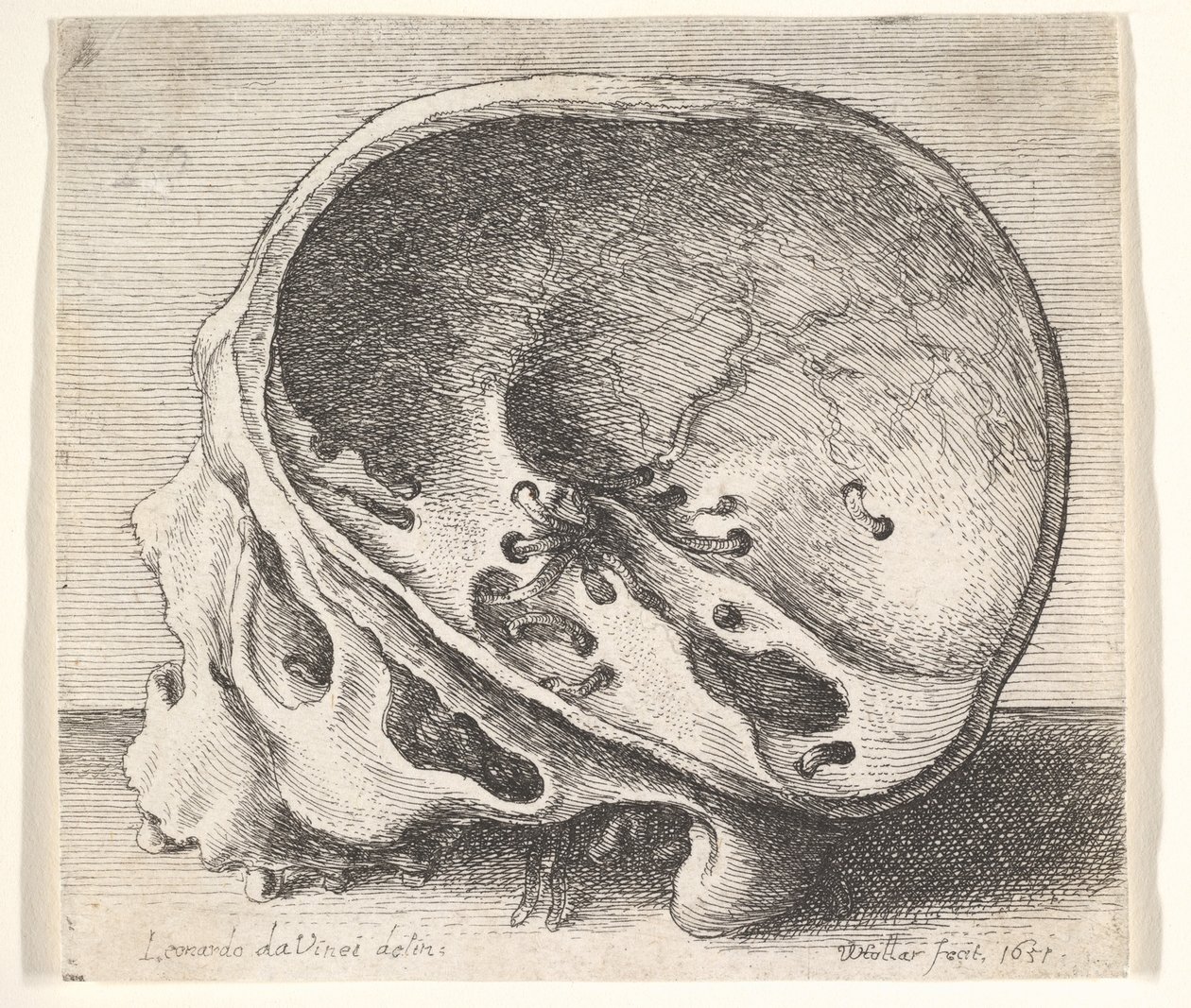 Crânio seccionado em perfil para a esquerda com o lado esquerdo do crânio removido, 1651. de Wenceslaus Hollar