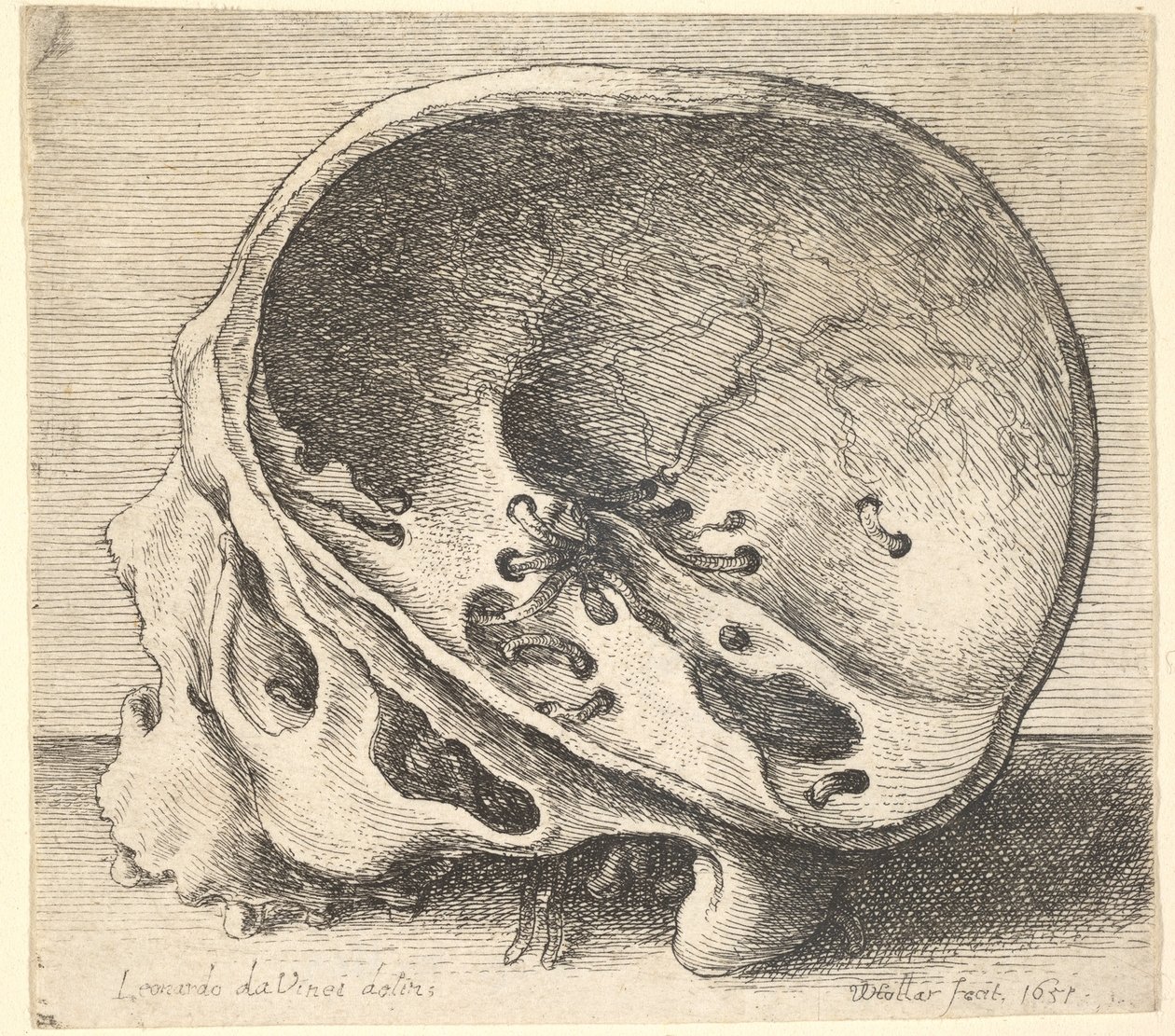 Crânio seccionado em perfil para a esquerda com o lado esquerdo do crânio removido, 1651. de Wenceslaus Hollar