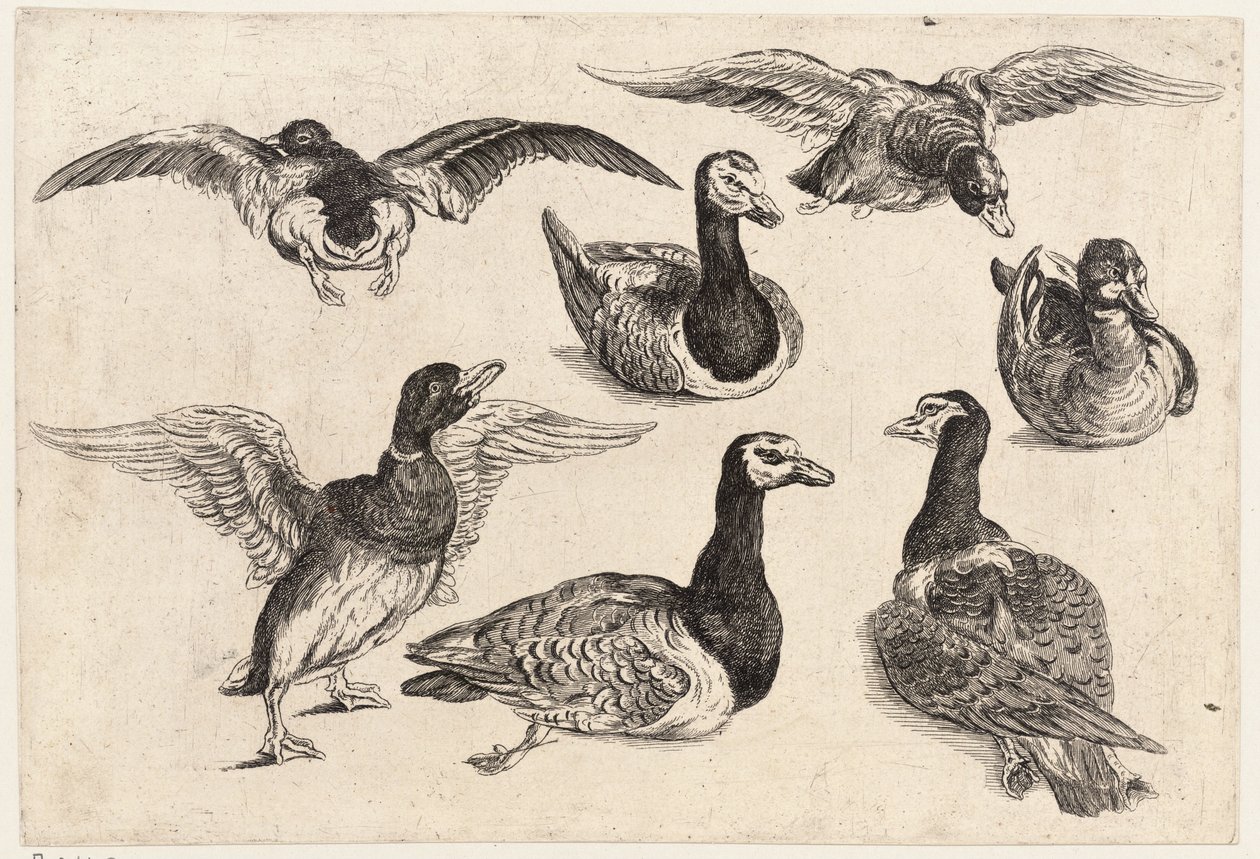 Sete patos de Wenceslaus Hollar