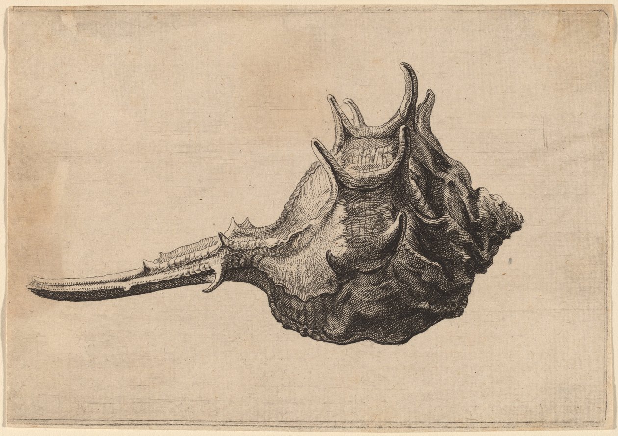 Shell (Murex brandaris) de Wenceslaus Hollar