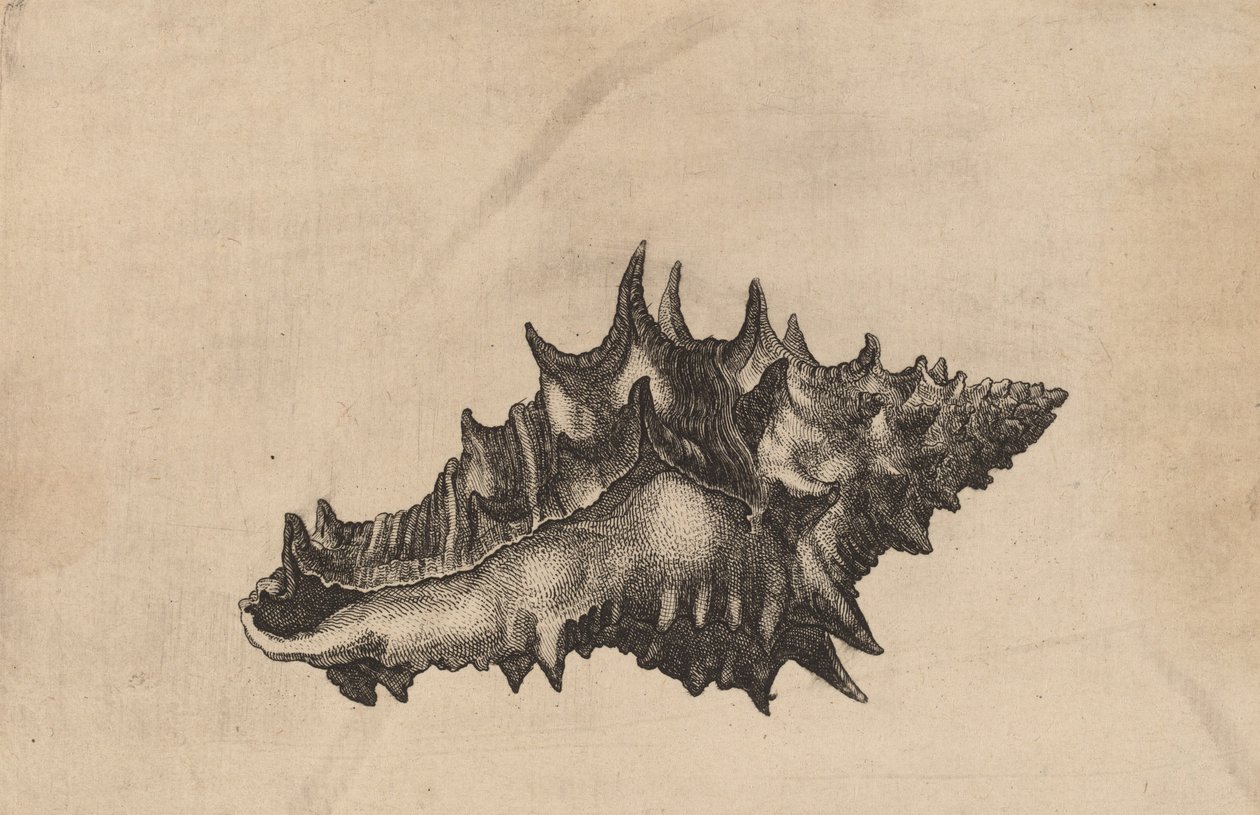 Shell Vasum ceramicum, c. 1645. de Wenceslaus Hollar