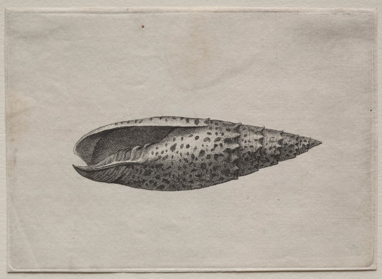 Shell: Mitra obtenção de 50 c. 1640. de Wenceslaus Hollar