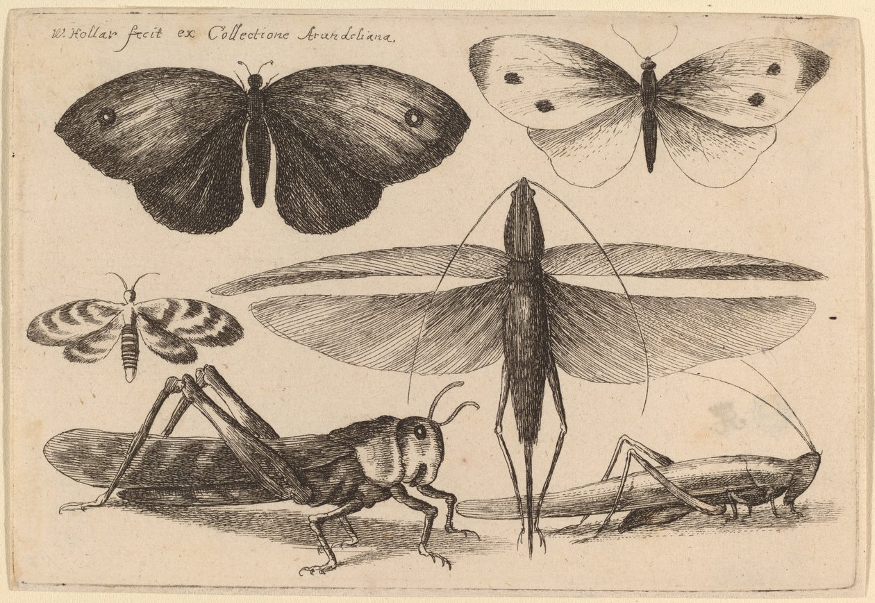 Seis insetos de Wenceslaus Hollar