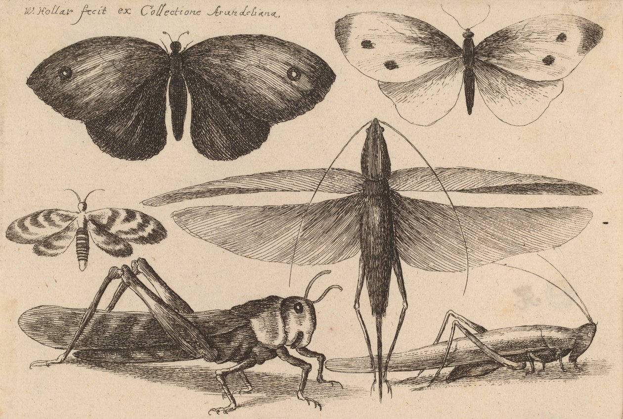Seis Insectos, 1646. de Wenceslaus Hollar
