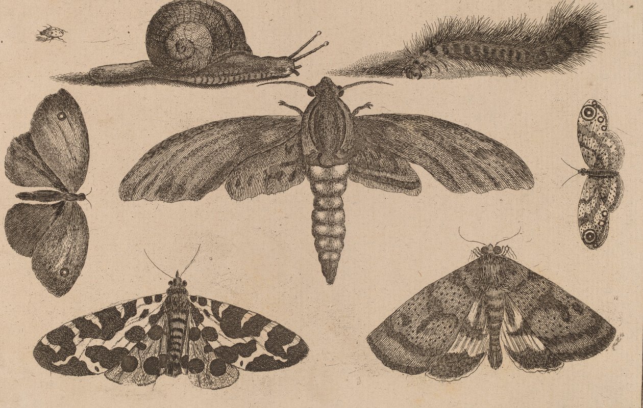 Seis Insectos, uma Lagarta, e um Caracol. de Wenceslaus Hollar