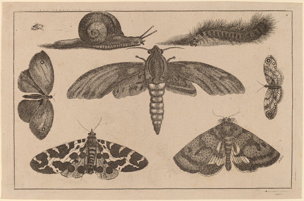 Seis insetos, uma lagarta e um caracol de Wenceslaus Hollar