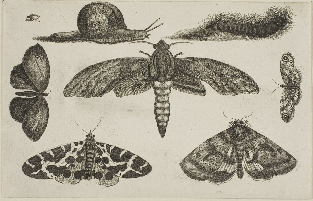 Seis insetos, uma lagarta e um caracol de Wenceslaus Hollar