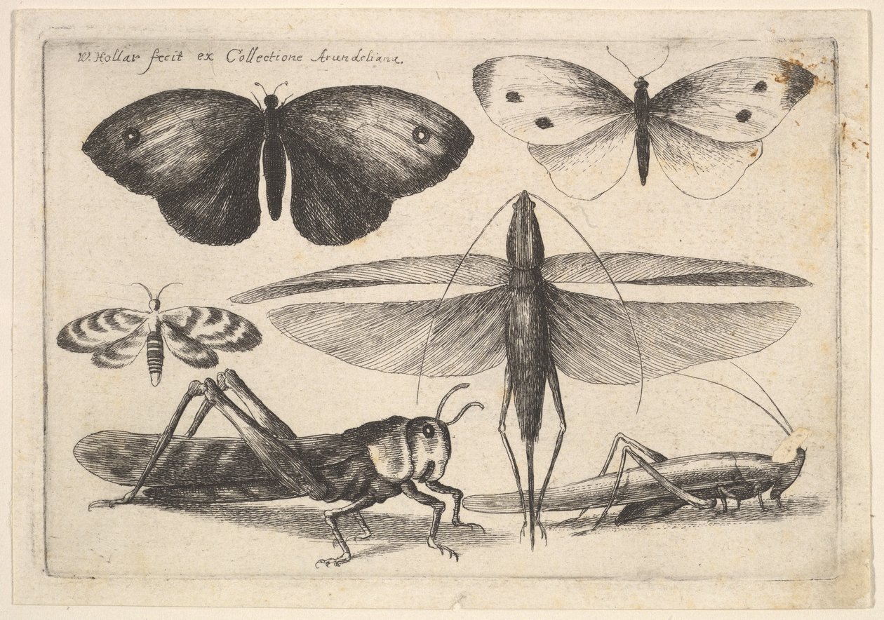 Seis insetos, 1646. de Wenceslaus Hollar