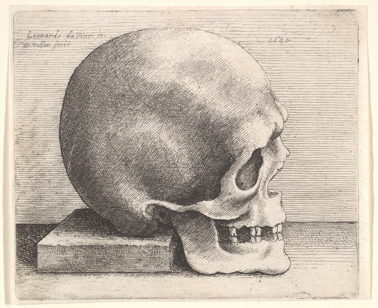 Crânio no perfil para a direita, 1645. de Wenceslaus Hollar