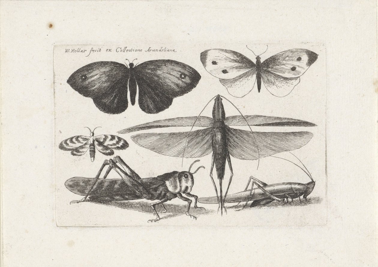 Gafanhotos e borboletas Insetos (título da série) Muscarum Scarabeorum (título da série) de Wenceslaus Hollar