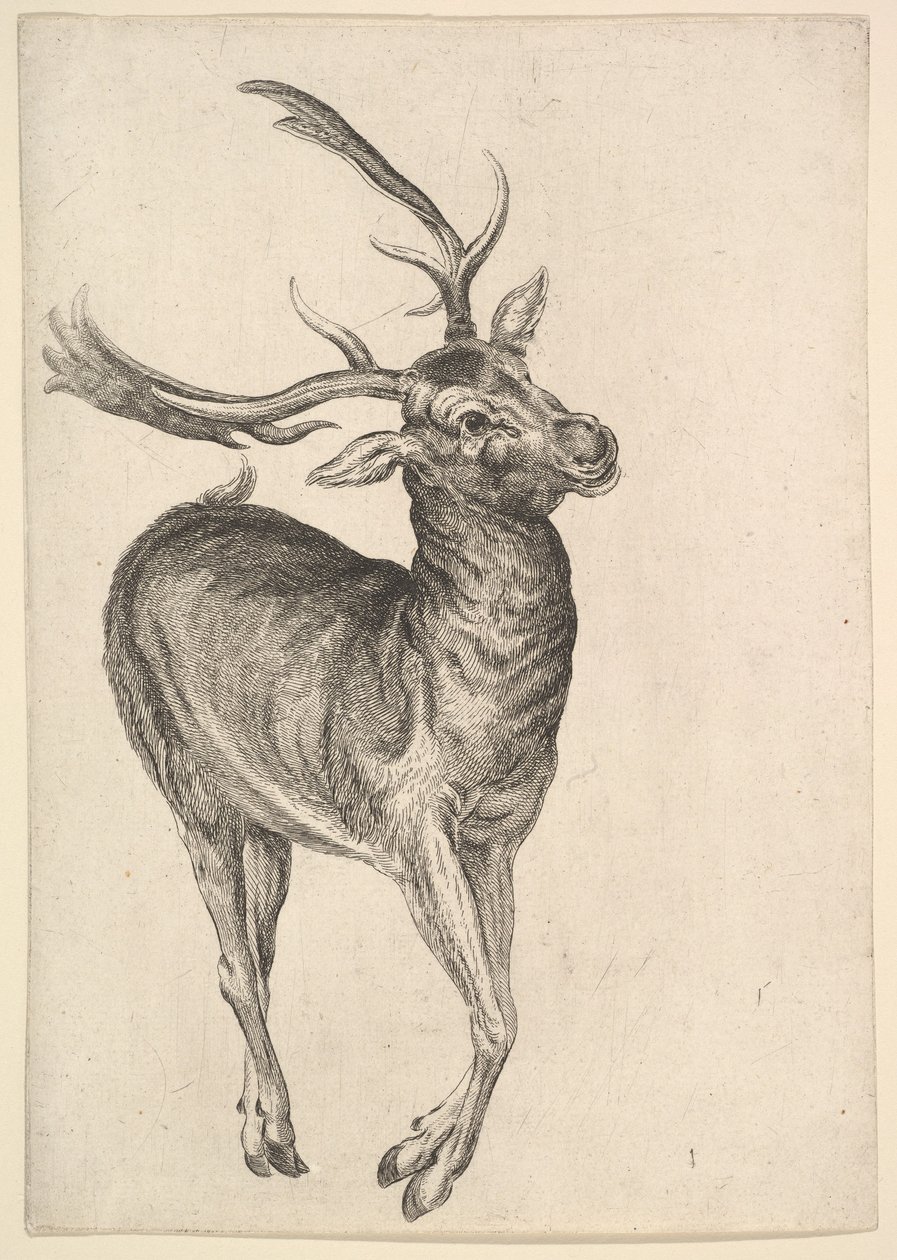 Stag, 1625-77. de Wenceslaus Hollar