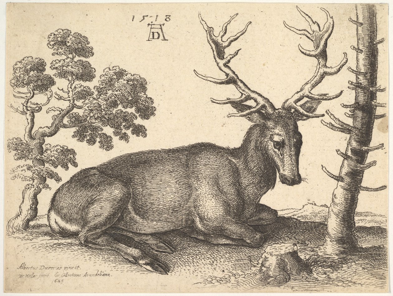 Veado deitado à direita, 1649. de Wenceslaus Hollar