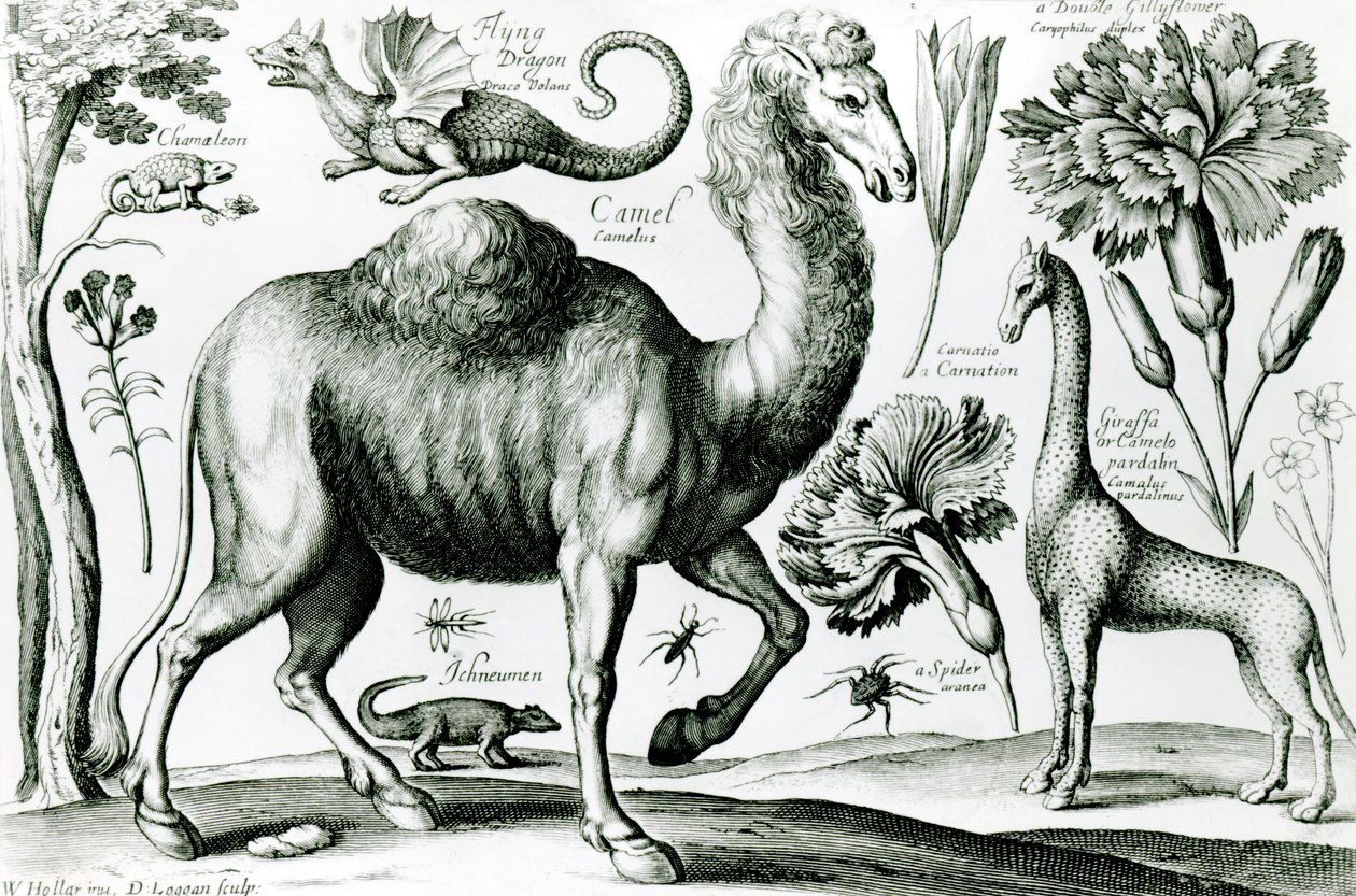 Estudo de Animais e Flores, gravado por D. Loggan de Wenceslaus Hollar