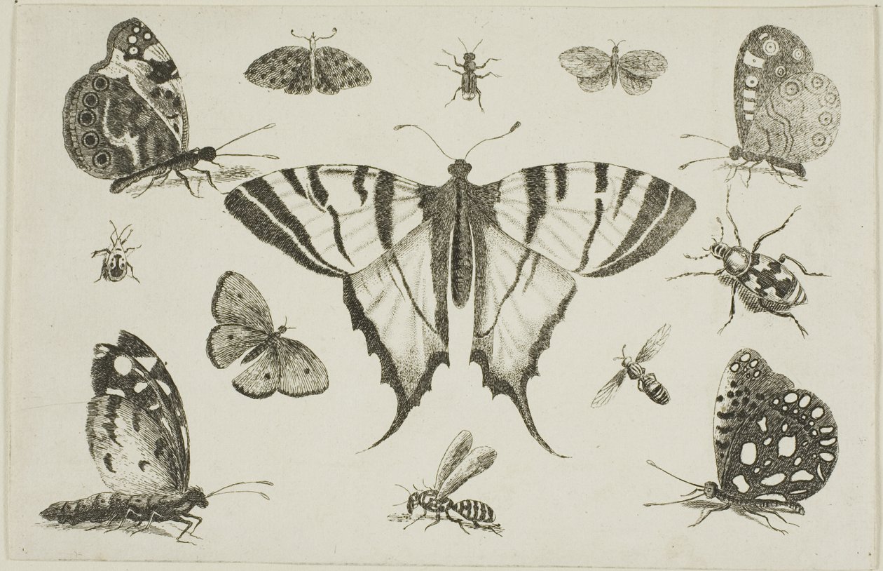Borboleta de cauda de andorinha e doze outros insetos de Wenceslaus Hollar