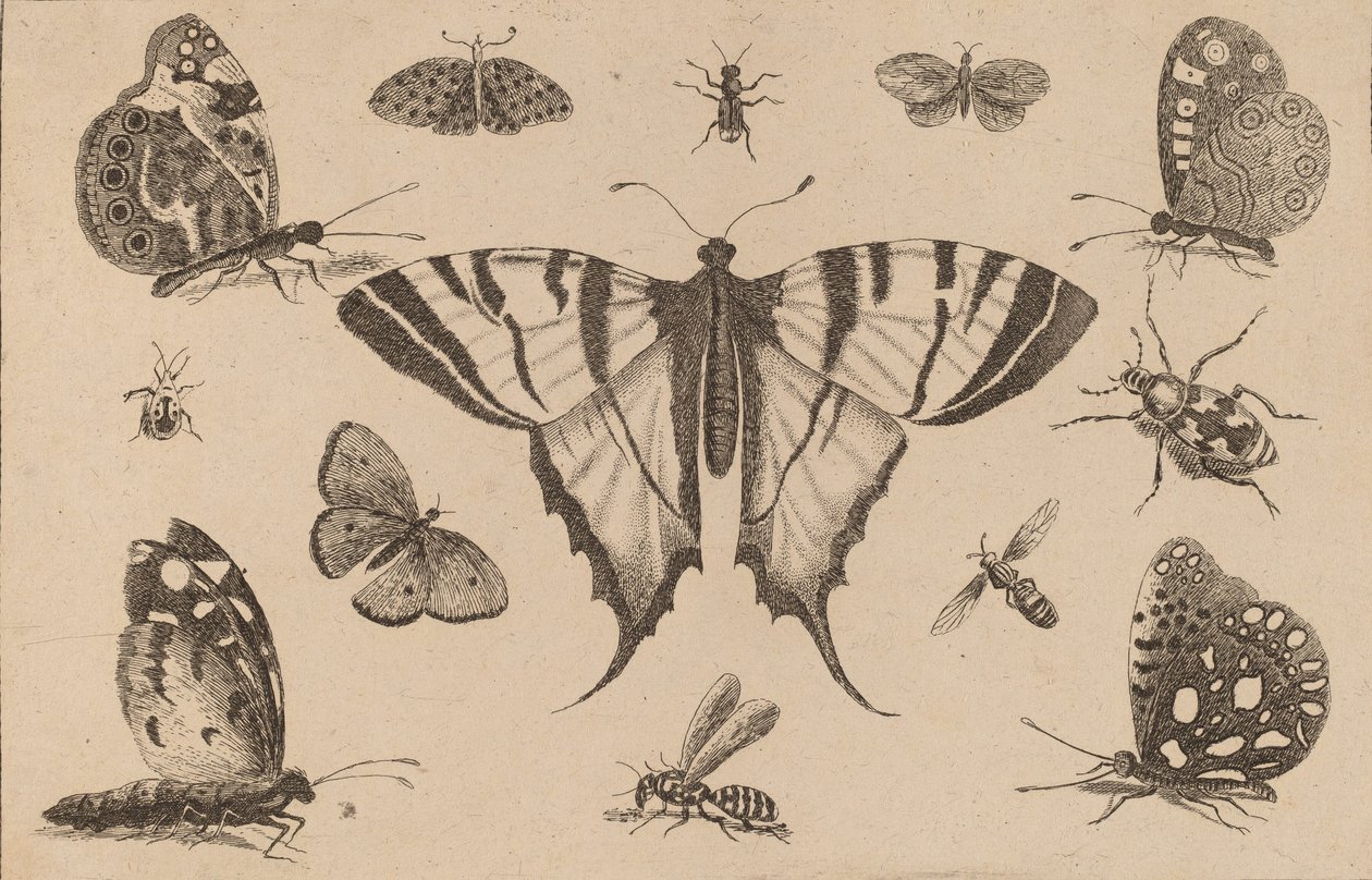 Borboleta de cauda de andorinha e doze outros insetos. de Wenceslaus Hollar